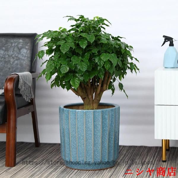 多肉植物ポット 底穴有 鉢植え ベーシック 植木鉢 蘭鉢 サボテン鉢
