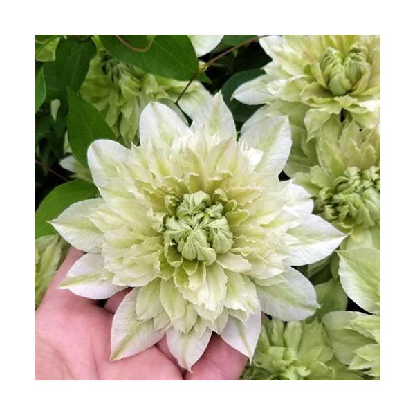 母の日 21 花 ギフト クレマチス プレゼント 鉢植え オリジナル 希少 プレミアム はなぞの 八重咲き 5号鉢 鉢カバー入り Buyee Buyee 日本の通販商品 オークションの代理入札 代理購入