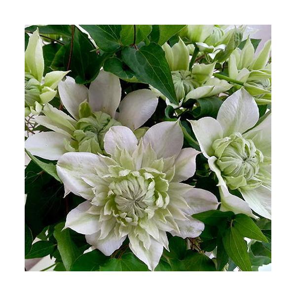 母の日 21 花 ギフト クレマチス プレゼント 鉢植え オリジナル 希少 プレミアム はなぞの 八重咲き 5号鉢 鉢カバー入り Buyee Buyee 日本の通販商品 オークションの代理入札 代理購入