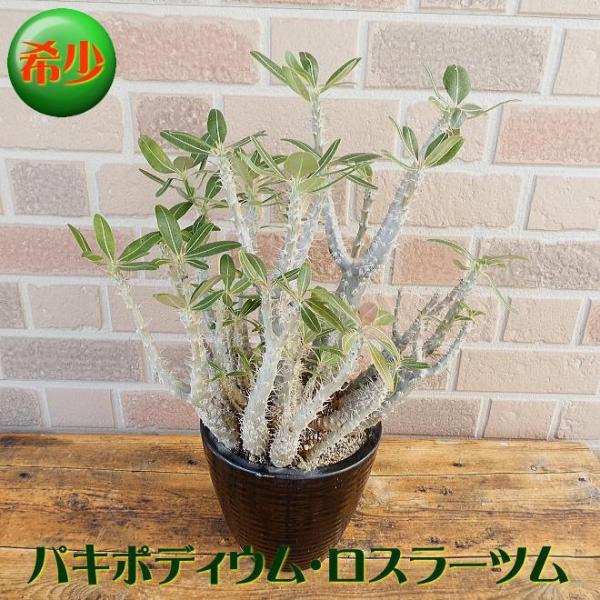 希少 観葉植物 ギフト 誕生日 お祝い 開店祝い スタイリッシ オシャレ パキポディウム ロスラーツム 6号 陶器鉢入り Buyee Servis Zakupok Tretim Licom Buyee Pokupajte Iz Yaponii