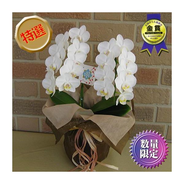 誕生日 コチョウラン お祝い プレゼント 開店祝い ギフト お供え お悔やみ 花 贈り物 日持ち抜群のミニ 胡蝶蘭 ミディホワイト 2本立ち Buyee Servicio De Proxy Japones Buyee Compra En Japon
