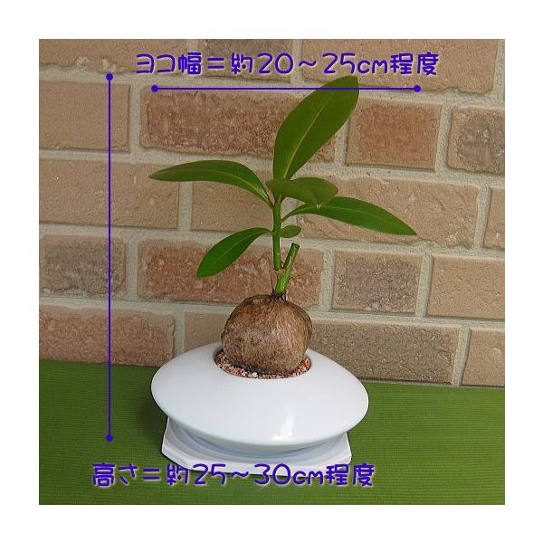 希少観葉植物 バリントニア おしゃれな白い陶器鉢入り Buyee Buyee Japanese Proxy Service Buy From Japan Bot Online