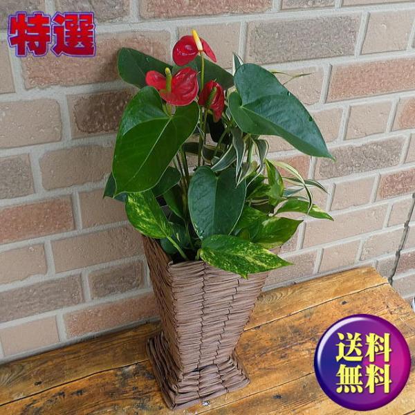 観葉植物 ポトス 寄せ植えの人気商品 通販 価格比較 価格 Com