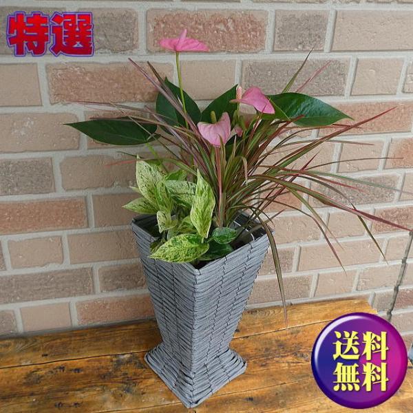 観葉植物 ポトス 寄せ植えの人気商品 通販 価格比較 価格 Com