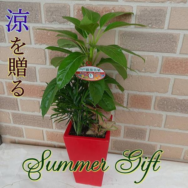 夏 鉢植え 観葉植物の人気商品 通販 価格比較 価格 Com