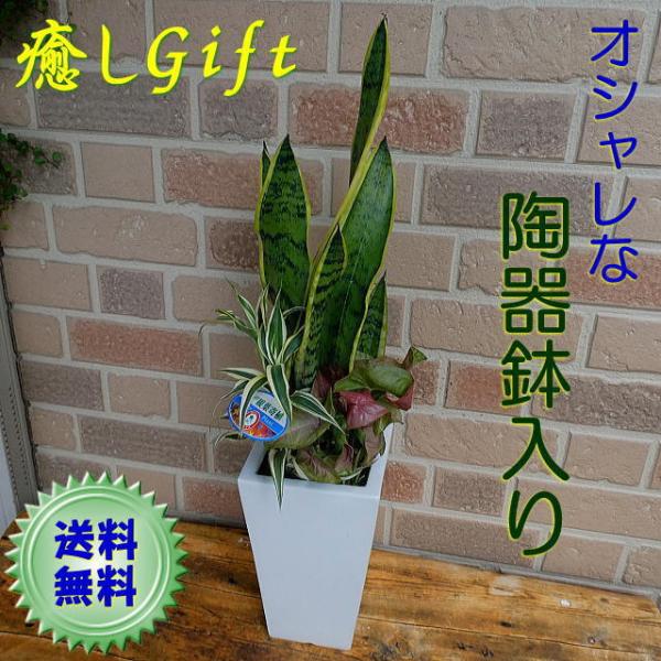 花 寄せ植え ギフトの人気商品 通販 価格比較 価格 Com