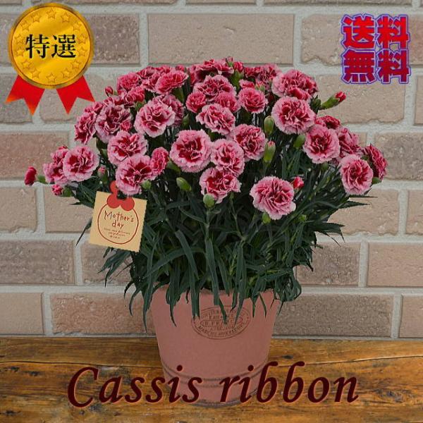 母の日 鉢植え カーネーション 生花の人気商品 通販 価格比較 価格 Com