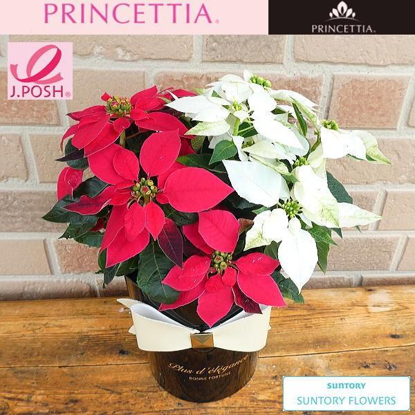 ポインセチア 生花の人気商品 通販 価格比較 価格 Com