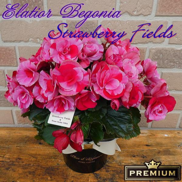 花 ベゴニア 生花の人気商品 通販 価格比較 価格 Com