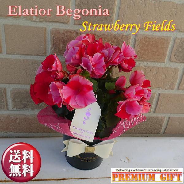 花 ベゴニア 生花の人気商品 通販 価格比較 価格 Com