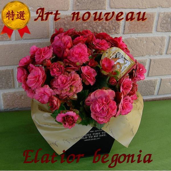 花 ベゴニア 生花の人気商品 通販 価格比較 価格 Com