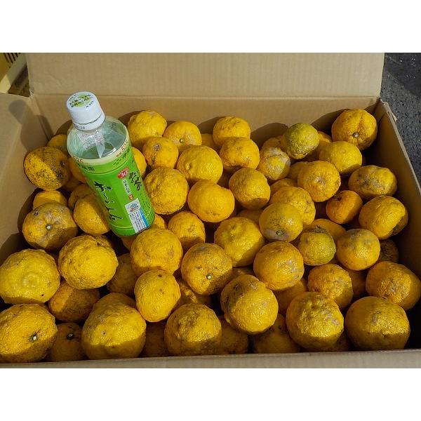 柚木産柚子「木頭柚子」柚子風呂、柚子酢用　： S・M・Lサイズ混載内容量　：約9キログラム（風袋込み）（※80個前後）送料　　：宅配便Cサイズ送料をご参照ください。