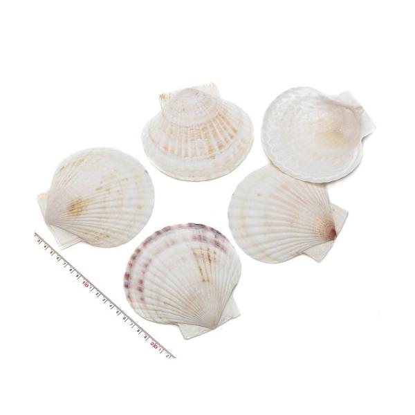 Lkp[czz^eKC@10-14cm 1i6܂ł䂤pPbgz\ij