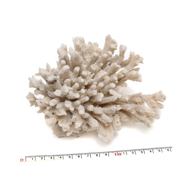 訳あり【インテリア用珊瑚パーツ】サンゴ 折れ汚れあり 018 : クラフト