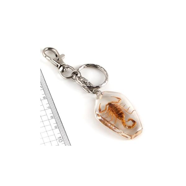 サソリのアクリル部分：約縦4.5×横2.9cm全長：約10cm本物のサソリが入っていますのでサソリの大きさ、色など多少異なります。