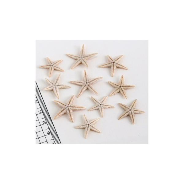 小さな貝殻パーツ】ミニヒトデ Sサイズ お得パック 50個 : クラフト