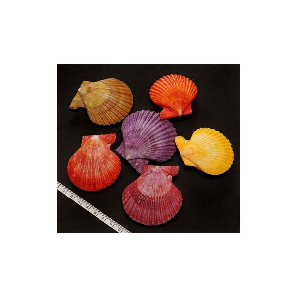 貝殻パーツ】ヒオオギ（ヒオウギ貝） 緋扇貝 2枚合わせ接着加工