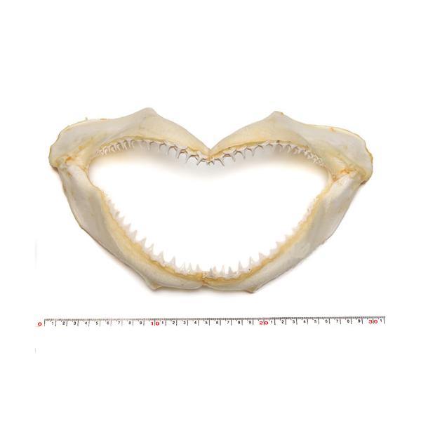 標本パーツ】サメのあご 鮫の顎 サメの歯付き 約31cm 1個 写真現品