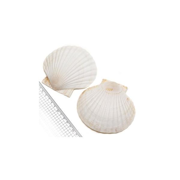 yLkp[czz^eKC@zCgn@7-10cm 6Zbg@䂤pPbg\