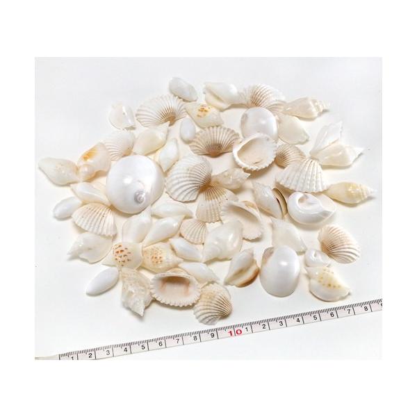 大きめの白い貝殻 白い貝殻 シェルミックス（ホワイト系中サイズ）業務用 850g <1個まで