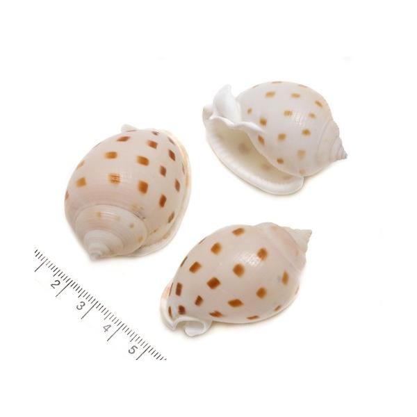 yLkp[cz^}EV} 4-6cm@1i䂤pPbgzsij