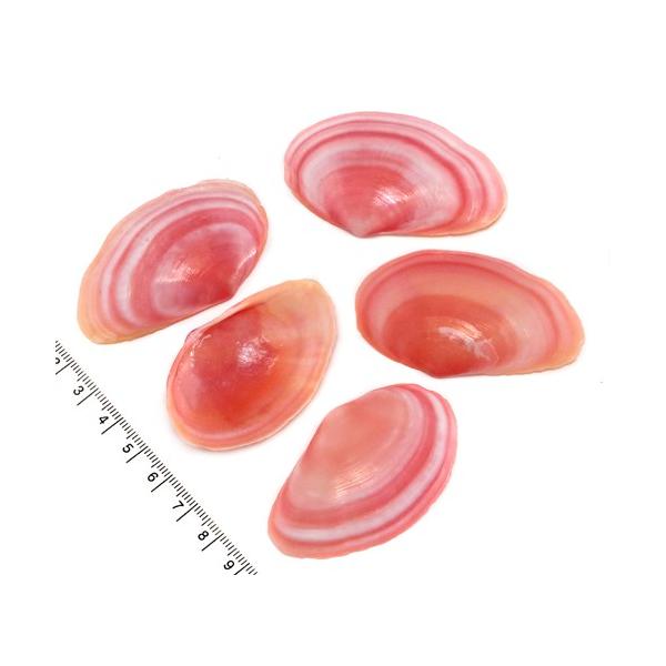 貝殻パーツ ジャマイカイソシジミ 大 濃いピンク 1個 1枚