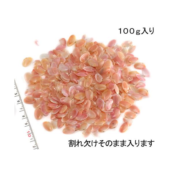 天然 桜貝 さくら貝 貝殻 中2 小1 計 約1kg+57インテリア パーツ 小さな貝殻パーツ】サクラガイ 桜貝 さくら貝 割れ欠け入りお得