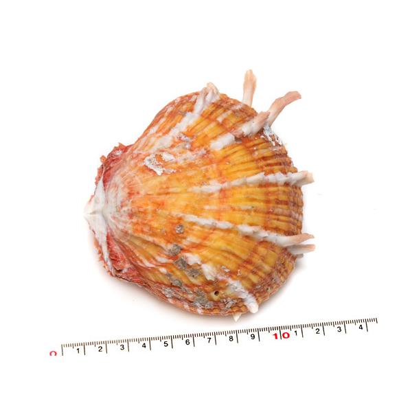 yLkp[cz VEWEKC 10cm 2킹@