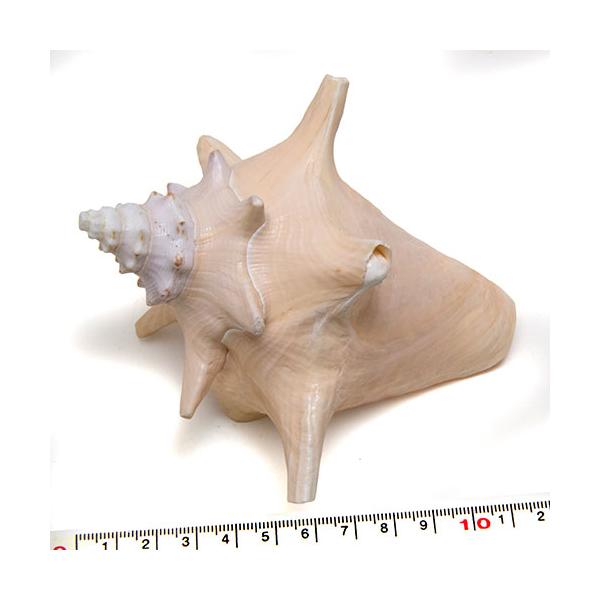 貝殻パーツ】コンクシェル ピンクガイ Mサイズ 12.5cm No.4 写真現品