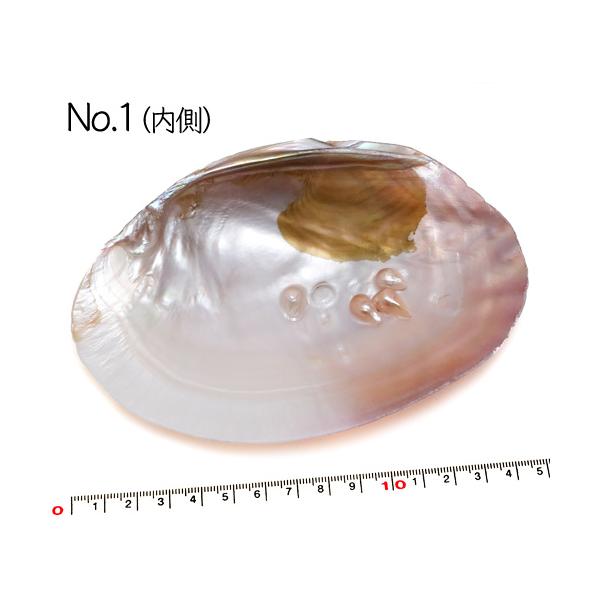 貝殻のような石 yunyuzakka-com_60485