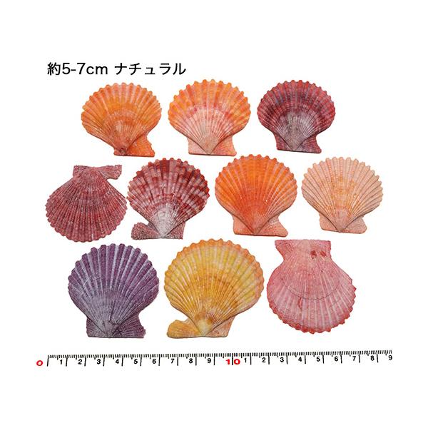 貝殻パーツ】ヒオウギ ツヤなし ナチュラル 約5-7cm お得10枚（ゆう