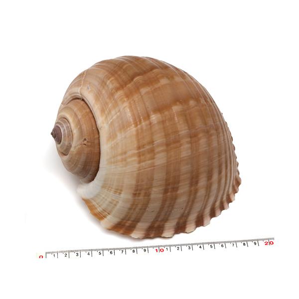 法螺貝40cm・スジウズラガイ24cmセット【貝殻】 法螺貝40cm・スジウズラガイ24cmセット【貝殻】