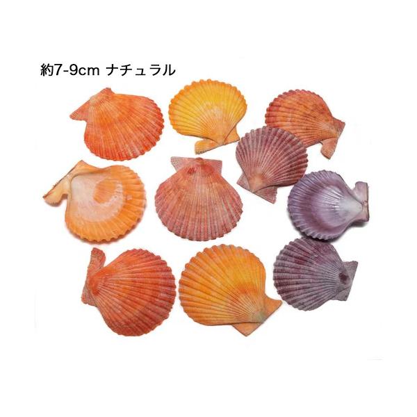 貝殻パーツ】ヒオウギ ツヤなし ナチュラル 約7-9cm お得10枚（ゆう