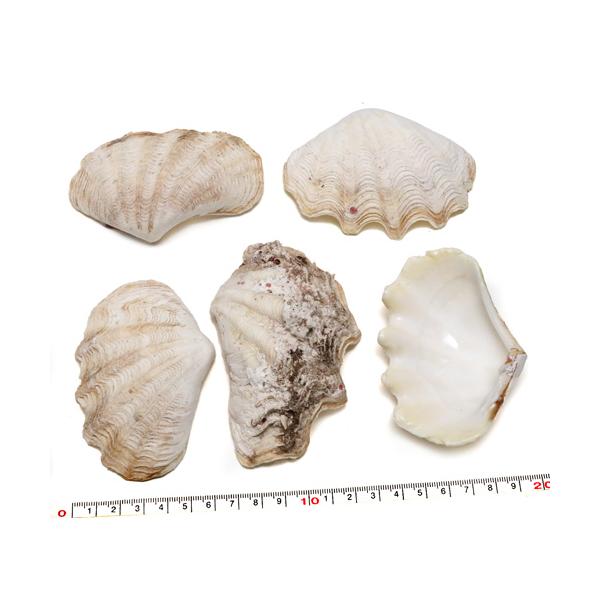 貝殻パーツ】 シャコ貝 ヒレシャコガイ 片面5枚セット 約8-10cm