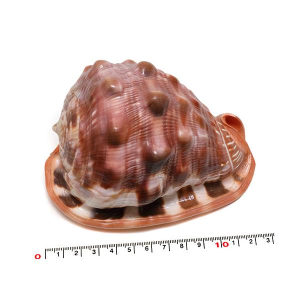 貝殻パーツ】マンボウガイ 1個 約12.5cm 万年貝 : クラフトハウス