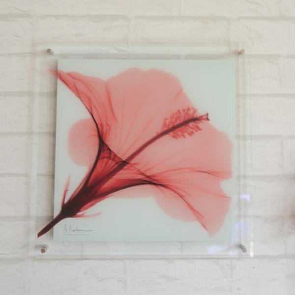X Ray ガラスアート レッドハイビスカスｌサイズ 壁掛け 額 壁飾り バラ 写真 おしゃれ ｍｔｂ００６ D 0757 Glassarthibiscus ゆららかマーケット 通販 Yahoo ショッピング