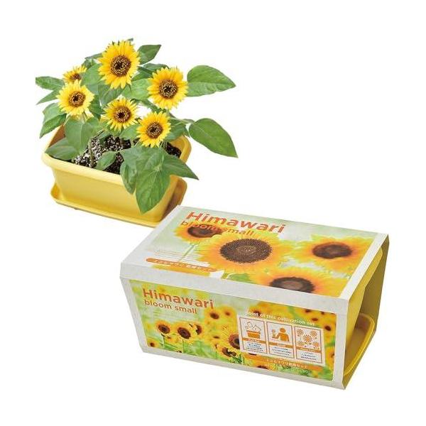 他サイト： 聖新陶芸 通年 家庭菜園 簡単 栽培キット ゆったり育てる ミニヒマワリ 花 栽培セット ( 自由研究 ) 鉢約24×15cm ENJOY PLANの商品画像
