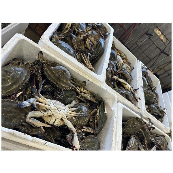 北海道木古内町産天然内子たっぷりワタリガニ　3杯　1杯400g前後の大型のメス木古内町にはワタリガニがいますが渡り蟹メインで漁をするかたが一人もいないため極少量の水揚げとなり貴重な産地です。当社の扱う内子入りワタリガニは中途半端な内子の入り...