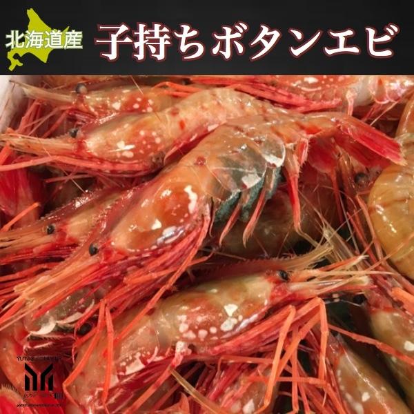 北海道　噴火湾産　子持ち　ボタンエビ　大サイズ　500g　牡丹海老