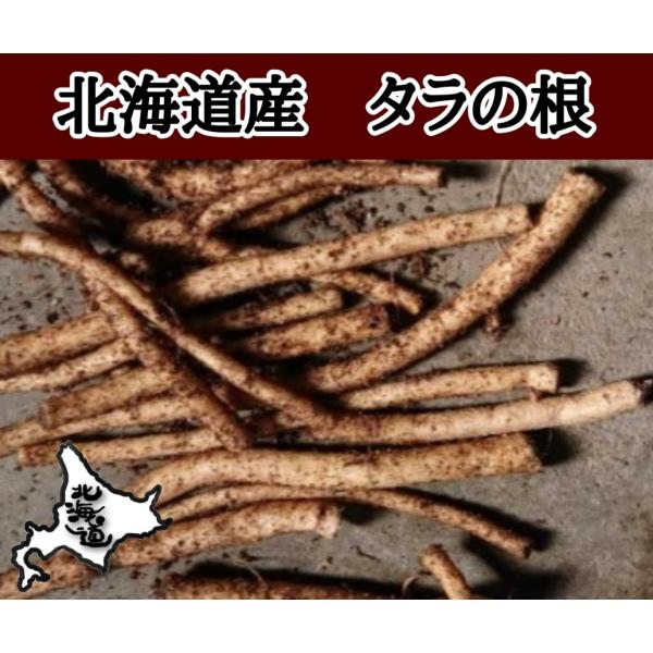 北海道産　タラの芽　根　10本 ＋サービス付き　根押し　タラの木