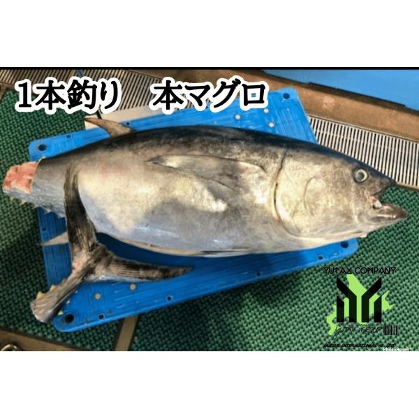 北海道産　一本釣り　天然　本マグロ　赤身　ブロック　２００ｇ