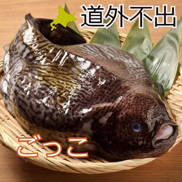 北海道函館 限定魚 ゴッコ ホテイウオ 2尾 オス1尾メス1尾 Goxtuko ユタックス物産 北海道 通販 Yahoo ショッピング