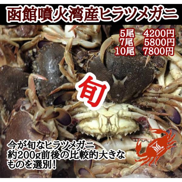 北海道 函館噴火湾産 ヒラツメガニ 5尾 Hiratumegani ユタックス物産 北海道 通販 Yahoo ショッピング