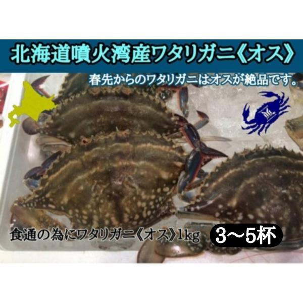 北海道　函館　噴火湾産　ワタリガニ　オス　1kg　わたりがに