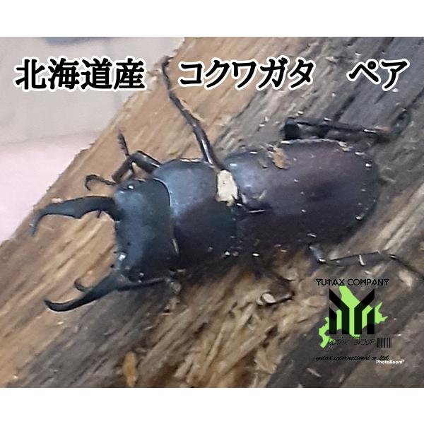 北海道産　コクワガタ　ペア　WD