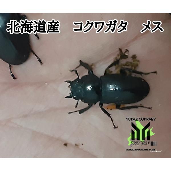北海道産　コクワガタ　メス　１匹　WD個体