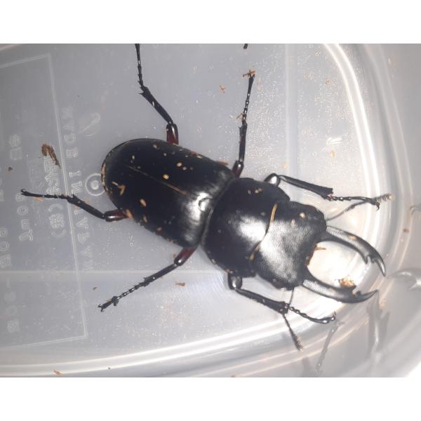 北海道産　アカアシクワガタ　ペア