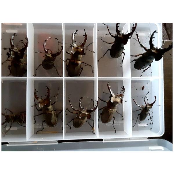 北海道産　ミヤマクワガタ　3ペア　オス60mm以上　メスフリーサイズ