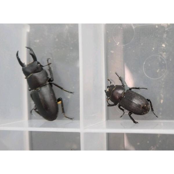 北海道産　スジクワガタ　WDペア