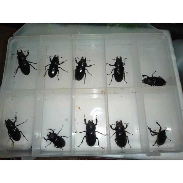 北海道　道南産　ミヤマクワガタ　メス　5頭　サービス付き　
